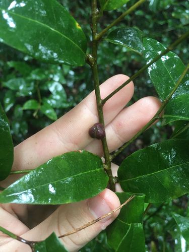 Cleistanthus observed 2026-10-23