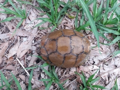 Terrapene carolina mexicana
