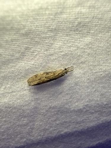 Ashy Long-horned Caddisfly photo 5