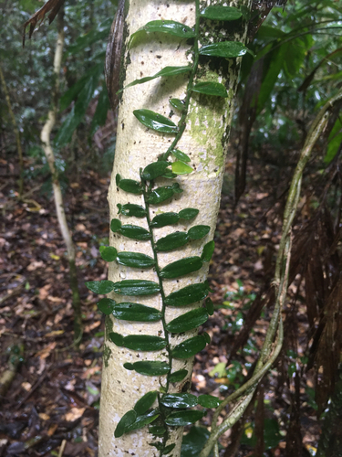 Pothos longipes observed 2026-10-23