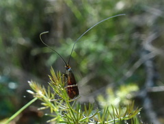 Adela australis