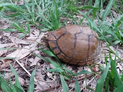 Terrapene carolina mexicana