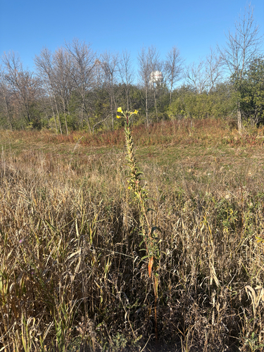 common evening-primrose photograph by the iNaturalist community