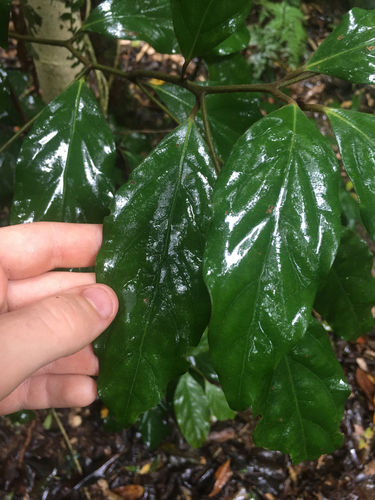 Endiandra observed 2026-10-23
