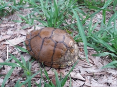 Terrapene carolina mexicana