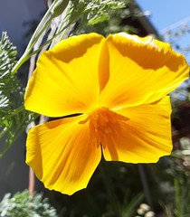 Eschscholzia californica