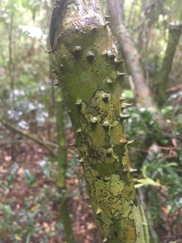 Ripogonum album observed 2026-10-23