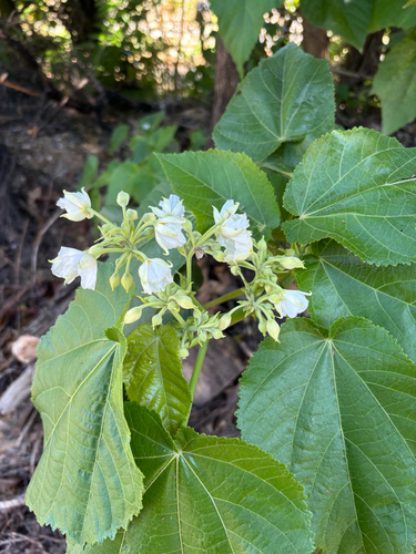 Entelea arborescens observed 2026-10-23