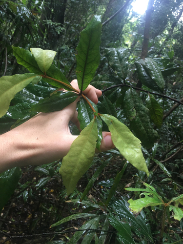 Helicia observed 2026-10-23