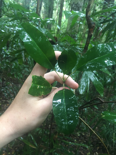 Sarcomelicope simplicifolia observed 2026-10-23