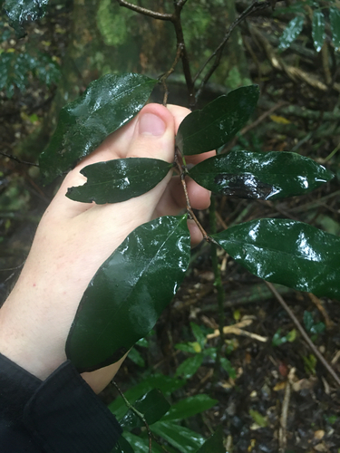 Diospyros pentamera observed 2026-10-23