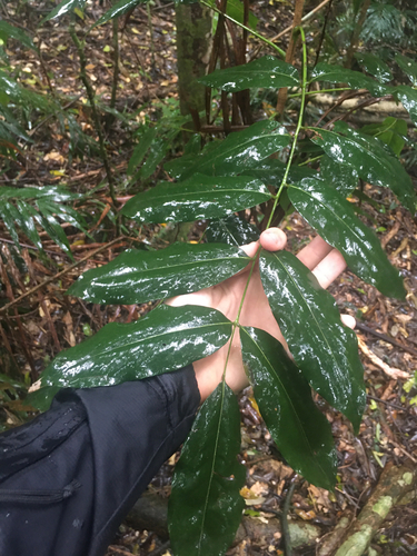 Castanospermum australe observed 2026-10-23