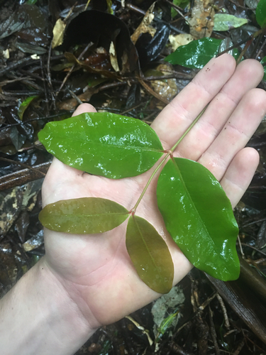 Melodinus australis observed 2026-10-23