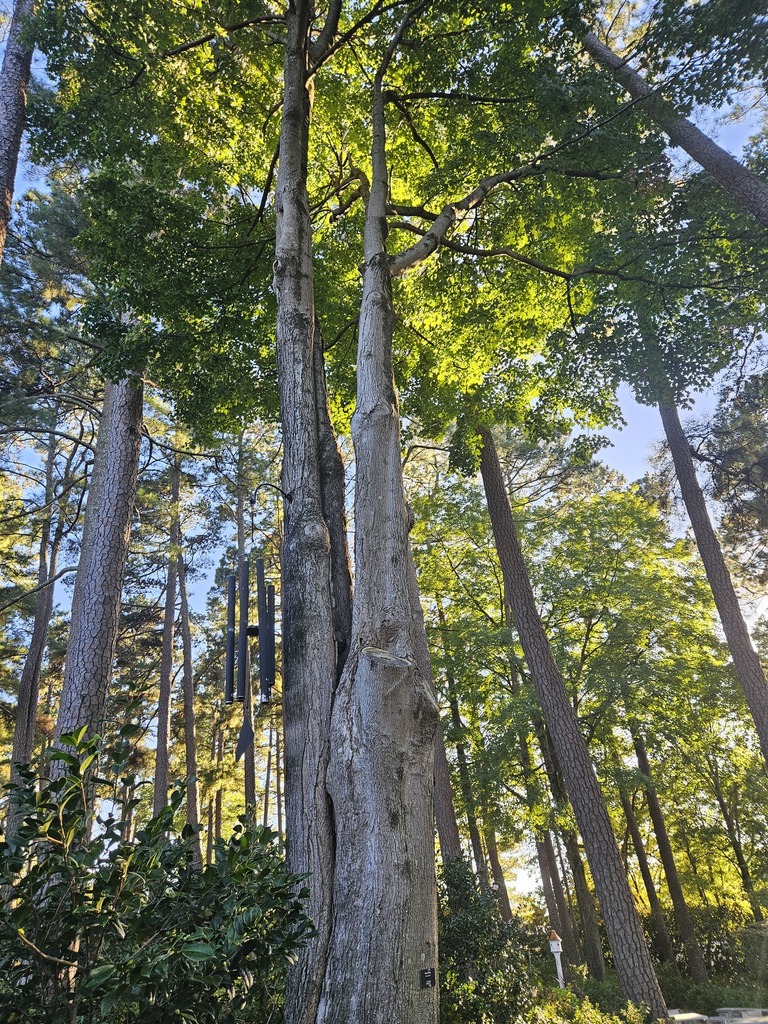 A photograph taken in North Carolina on Oct 22, 2026, where the observer’s point is approximate.