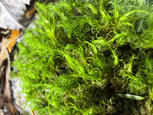 Orthodicranum fulvum observed 2026-10-22