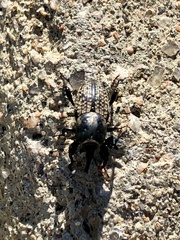 Sphenophorus cicatristriatus