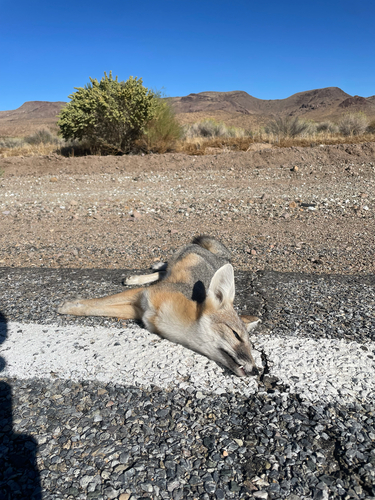 Kit Fox