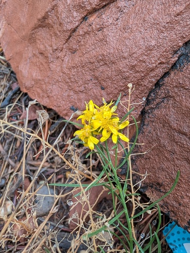 Gutierrezia sarothrae observed 2026-10-22