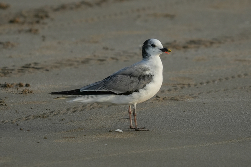 iNaturalist image