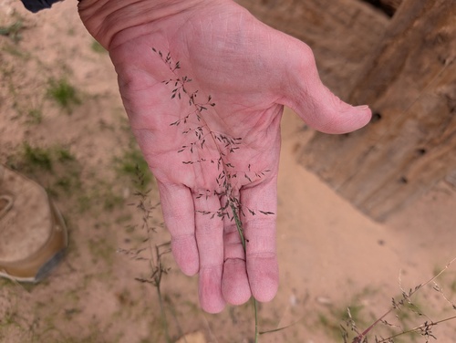 Mesa Dropseed