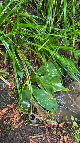 Lysichiton americanus, 2026-10-22