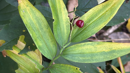 Maianthemum stellatum, 2026-10-22