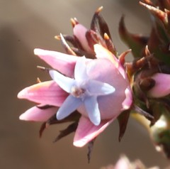Andersonia caerulea