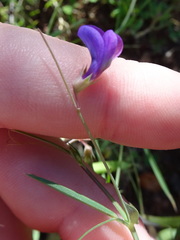 Lathyrus angulatus
