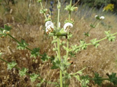Salvia argentea