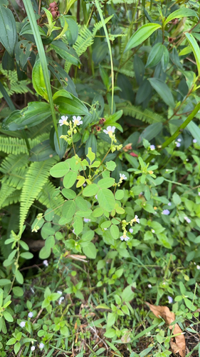 Oxalis barrelieri observed 2026-10-23