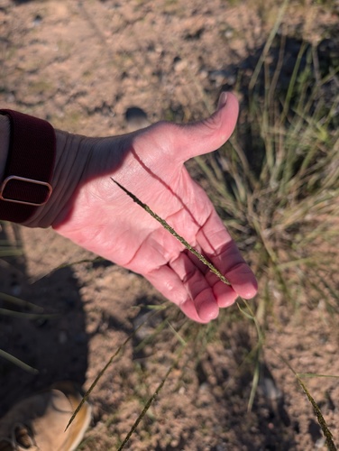 Spike Dropseed