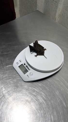 Mexican Free-tailed Bat