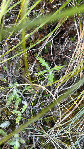 Eriophyllum lanatum observed 2026-10-22