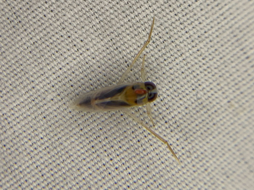 Buenoa