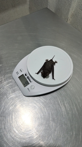 Mexican Free-tailed Bat