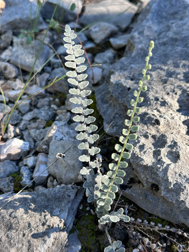 Hybrid Cloakfern