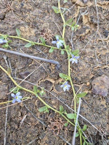 Lobelia pratioides, 2026-10-23