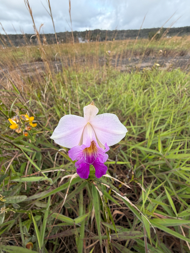 Arundina graminifolia observed 2026-10-22