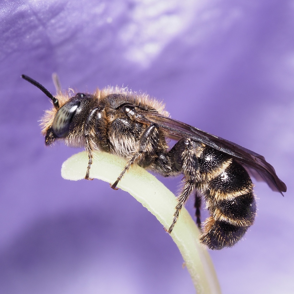 Rampion Scissor Bee