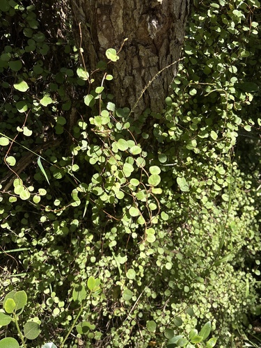 Muehlenbeckia complexa observed 2026-10-23