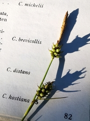 Carex hostiana
