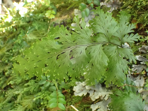 Hymenophyllum dilatatum observed 2026-10-22