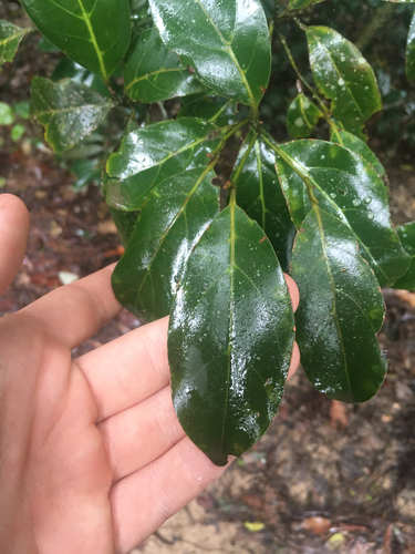 Endiandra observed 2026-10-23