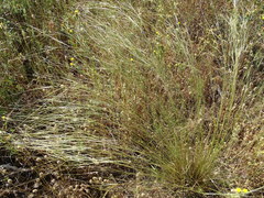 Stipa lagascae