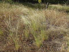 Stipa lagascae