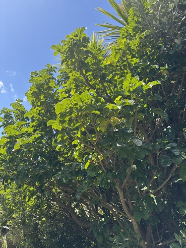 Vitex lucens observed 2026-10-23
