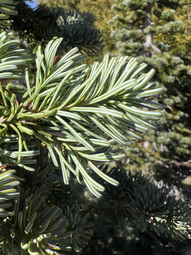 Abies lasiocarpa observed 2026-10-21