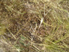 Stipa lagascae