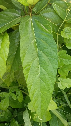 Ficus hispida observed 2026-10-23