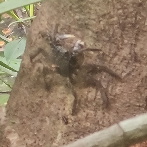 Episesarma versicolor observed 2026-10-23